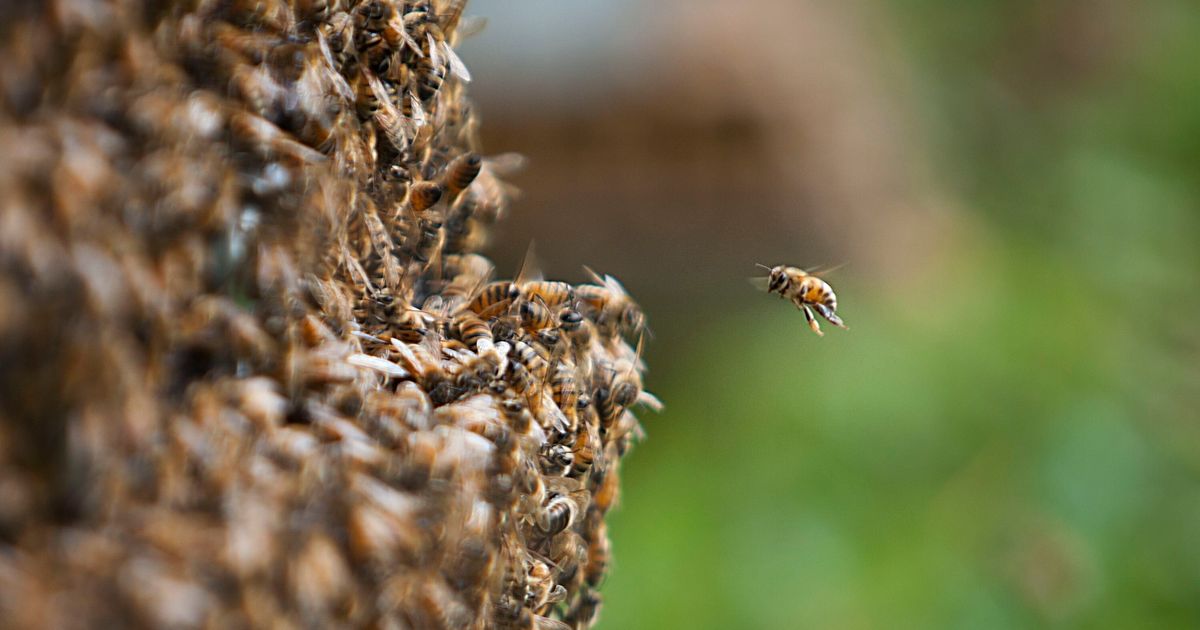 5 million bees fall off a truck, and beekeepers save the day