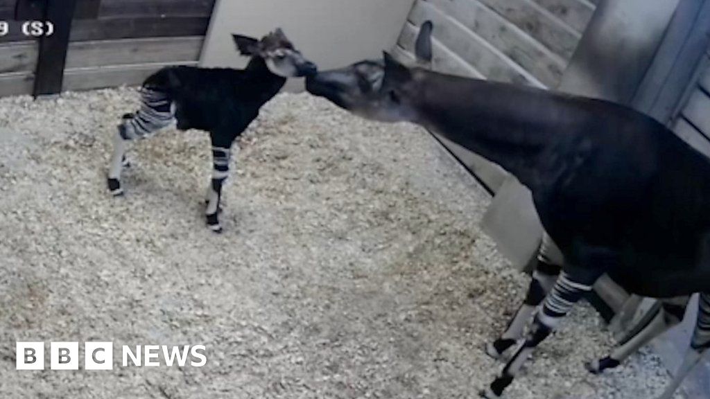 A uncommon second for an okapi calf to take its first steps 2025