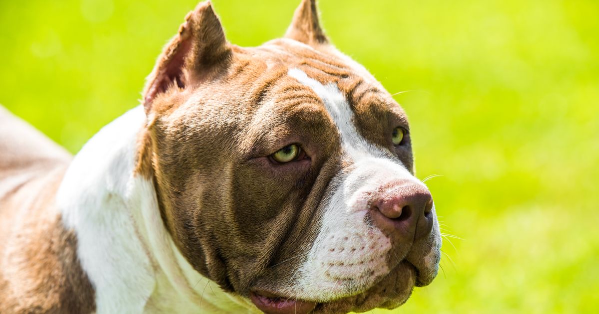 The UK authorities is contemplating banning harmful canine breeds 2025